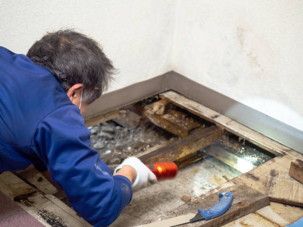Best Kitchen Mold Remediation in Monroe, GA