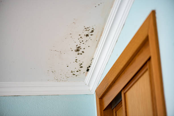 Best Bathroom Mold Remediation in Monroe, GA