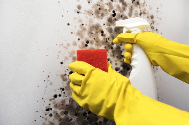 Best Black Mold Remediation in Monroe, GA