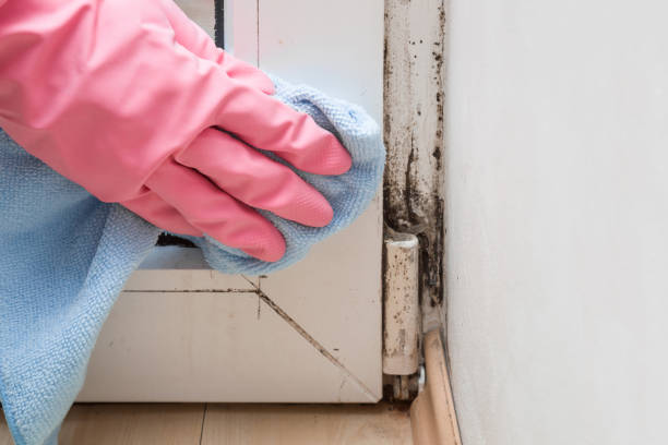 Best Emergency Mold Remediation in Monroe, GA
