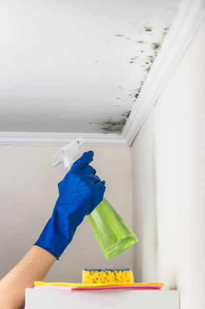 Best Preventive Mold Services in Monroe, GA